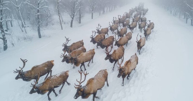 بۇعىلار كوشى