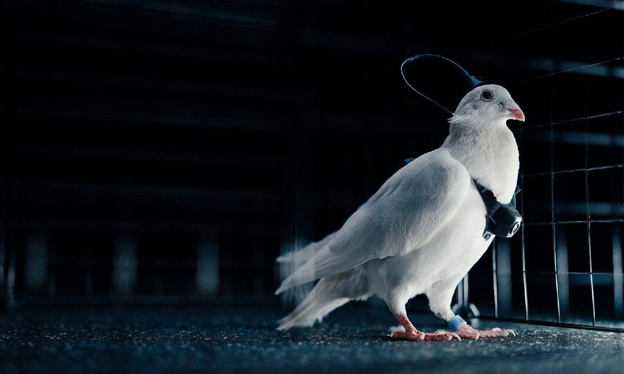 بيودرون-كوگەرشىندەر