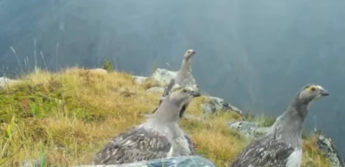 كاتونقاراعاي تابيعي پاركىندە سيرەك كەزدەسەتىن قۇس فوتوتۇزاققا ءتۇسىپ قالدى