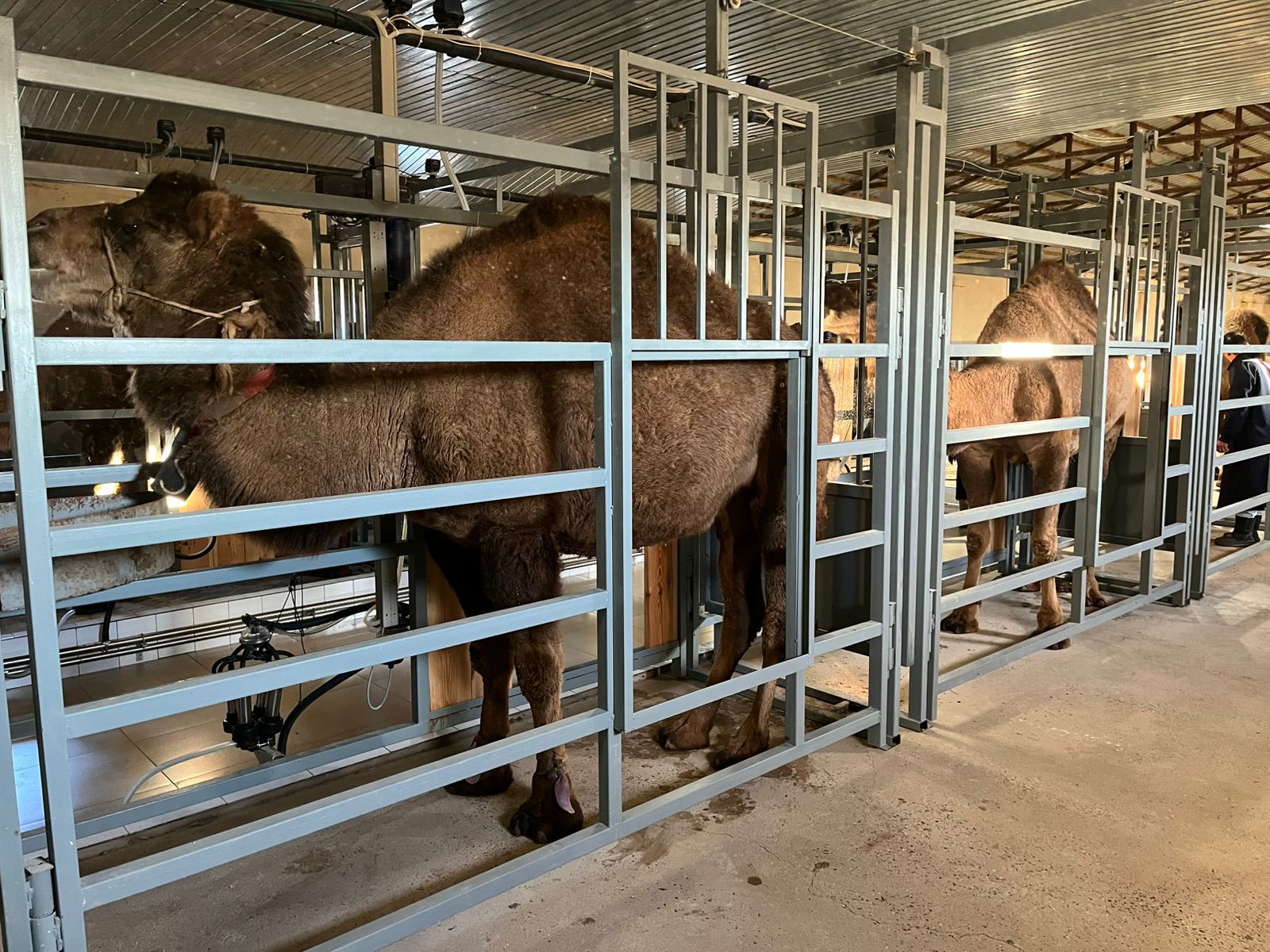 ماڭعىستاۋدا اۋىل شارۋاشىلىعىن دامىتاتىن جوبالار جۇزەگە اسىرىلدى