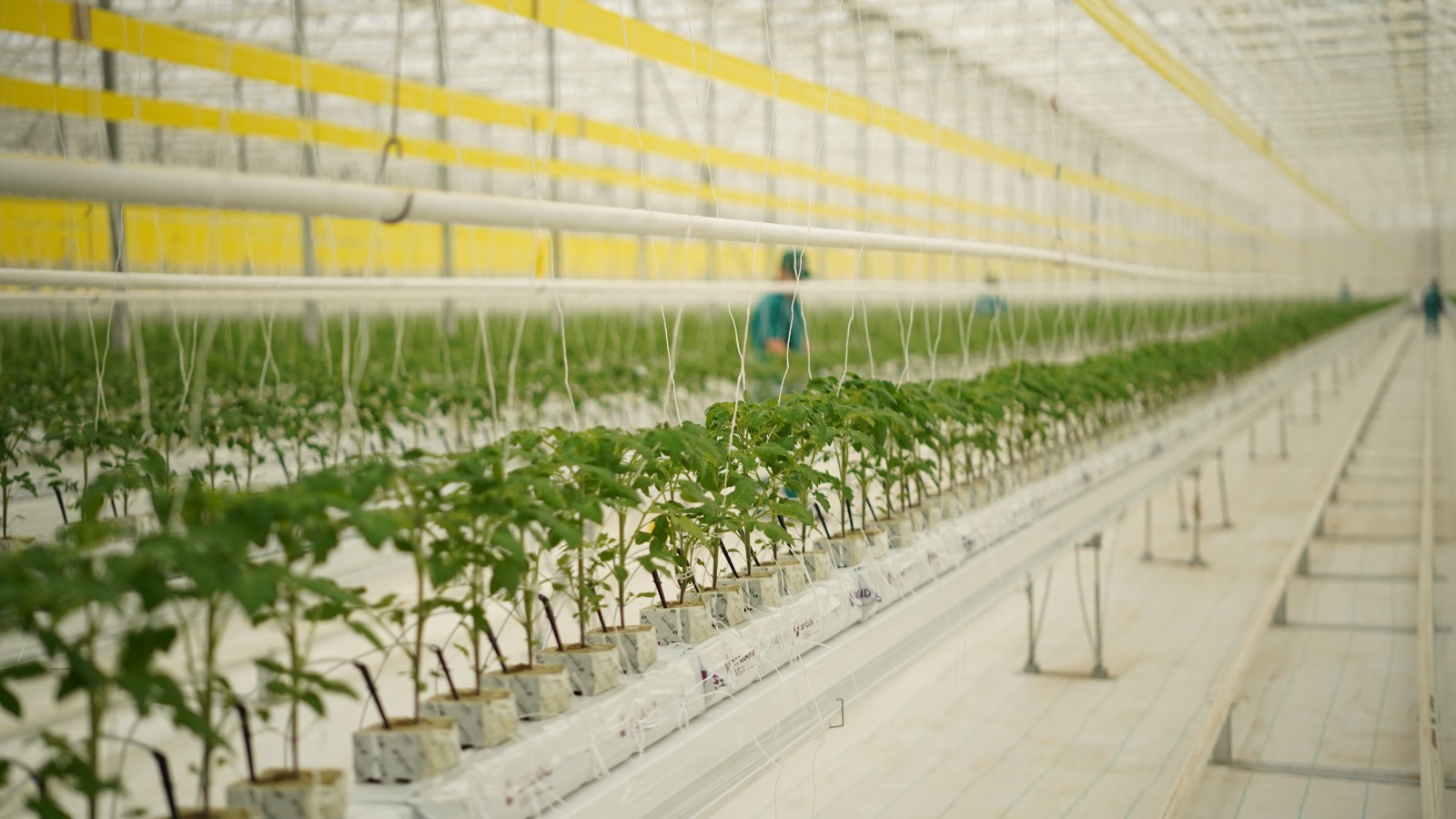 «Ecoculture-Eurasia» جىلىجاي كەشەنى جىلىنا 27 000 توننا ءونىم الۋدى جوسپارلاپ وتىر