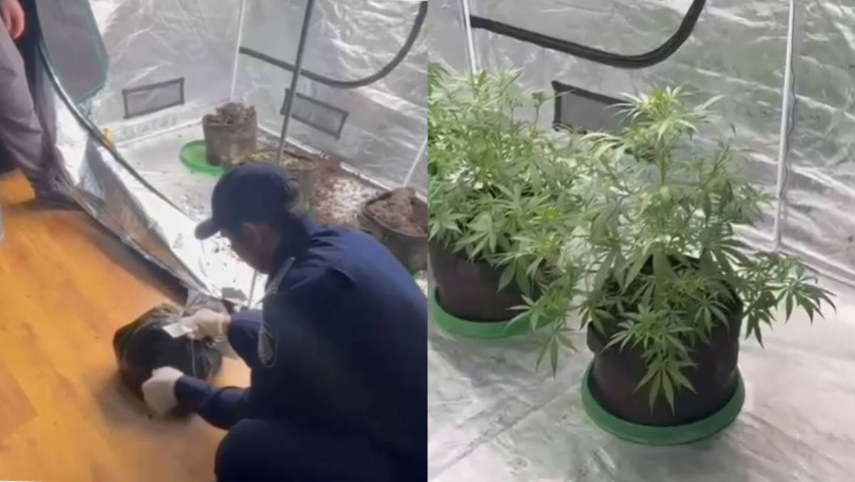 الماتىدا پاتەرىندە ەسىرتكى تەكتەس وسىمدىك وسىرگەن تۇرعىن ۇستالدى