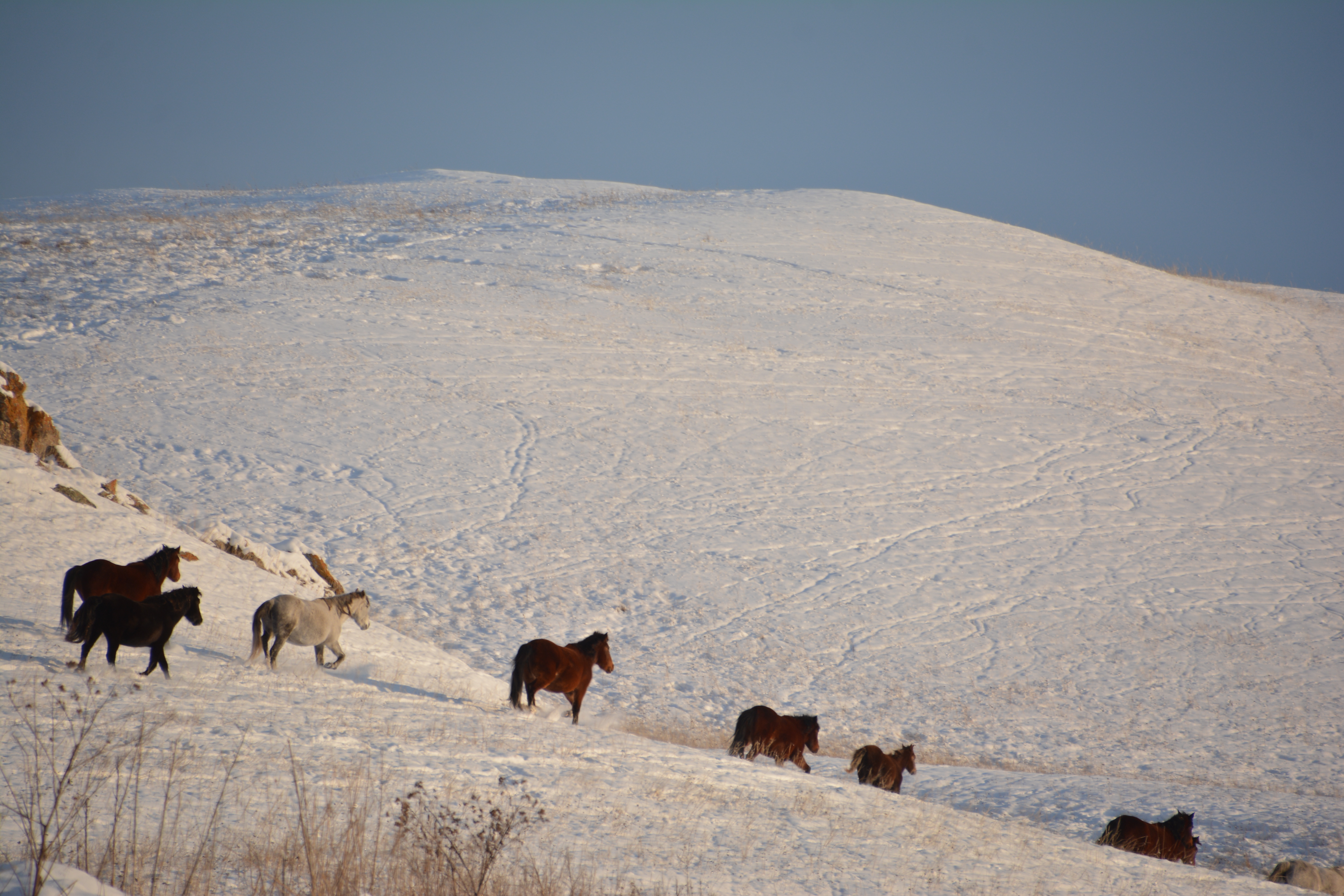 شقو پوليتسەيلەرى مال ۇرلىعىن ءىزىن سۋىتپاي اشتى