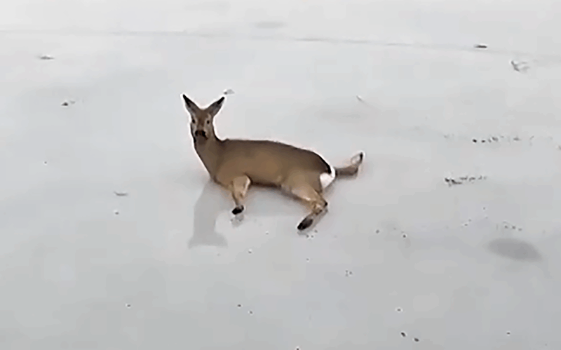 شەكاراداعى ەلىكتەر قىرعىنى