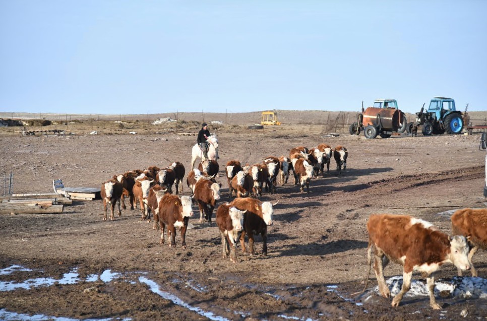 مال ءونىمىن دايىنداۋعا باسىمدىق بەرىلسە...