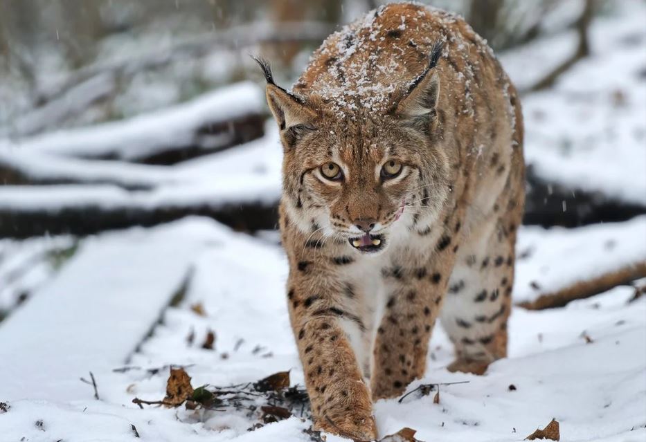 سيرەك كەزدەسەتىن جىرتقىش بەينەجازباعا ىلىنگەن