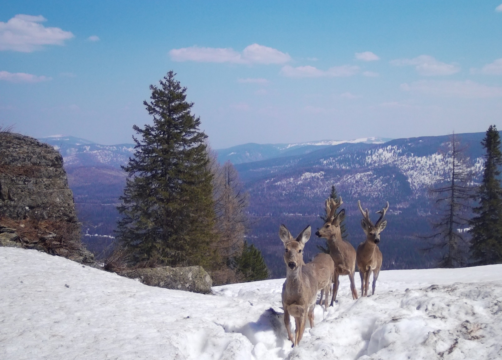 قىسقى ءتۋريزمنىڭ قالاۋلى باعىتتارى