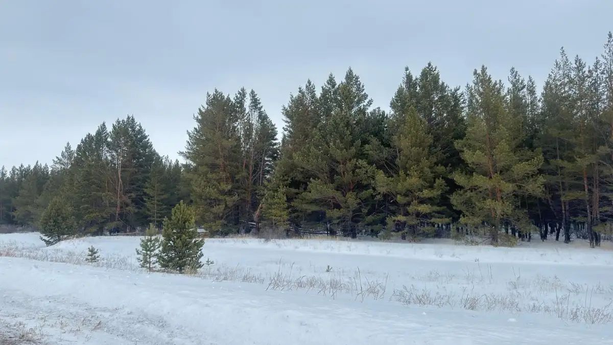شىرشا بالتالاعانعا باتپان جازا بار