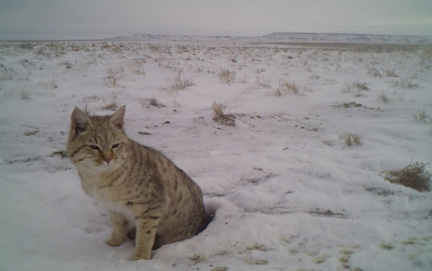 ۇستىرتتە دالا مىسىعى فوتوتۇزاققا ءتۇسىپ قالدى