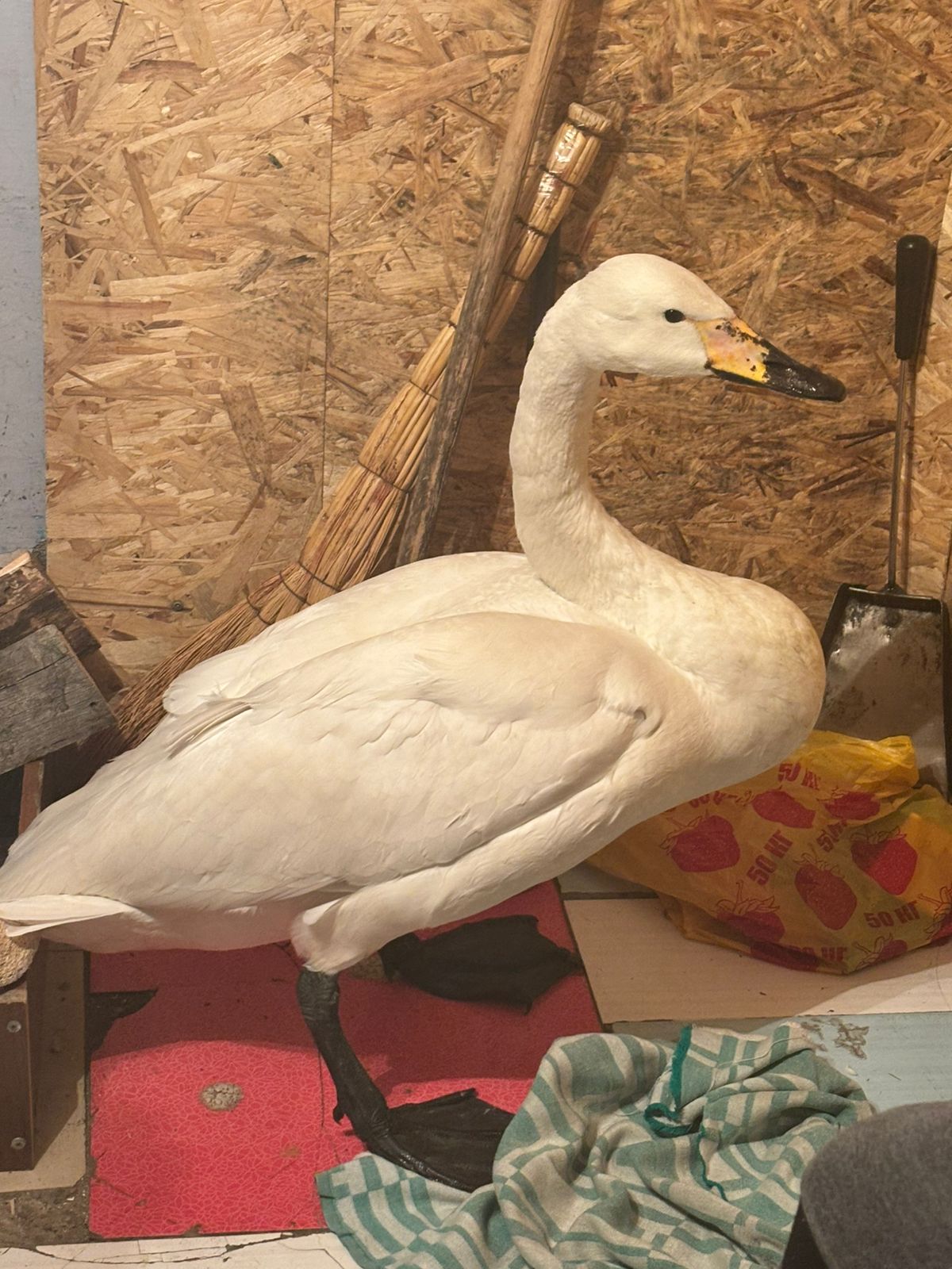 پاۆلوداردا اۋىل تۇرعىندارى تاعى ءبىر اققۋدى قۇتقاردى