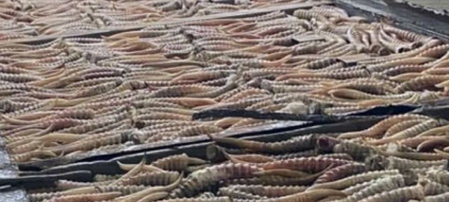 قاراعاندى جانە پاۆلودار وبلىستارىندا زاڭسىز اقبوكەن اۋلاعاندار ۇستالدى