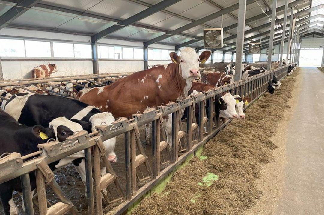 قوناەۆتا ءسۇت-تاۋارلى فەرما سالىنادى