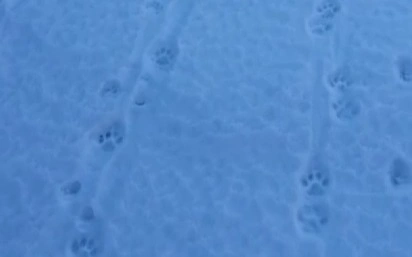 الماتى وبلىسىندا قار بارىسىنىڭ ءىزى انىقتالدى