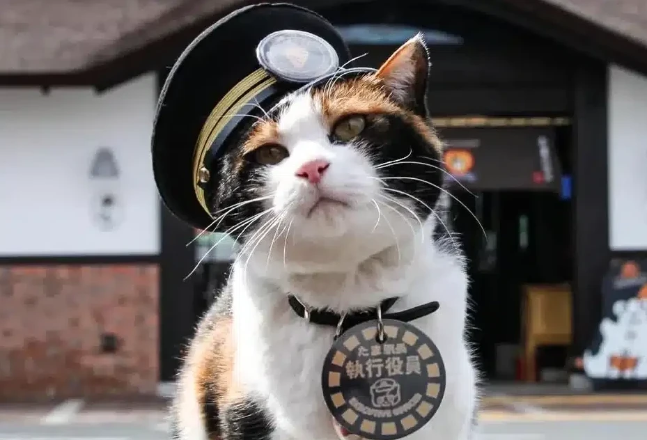 جاپونياداعى ستانتسياعا مىسىق باستىق تاعايىندالدى