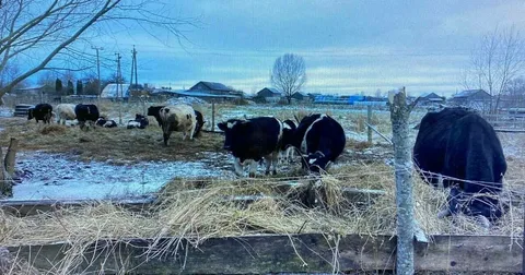 قىزىلوردادا مال ۇرلاپ, سويىپ جاتقاندار ۇستالدى