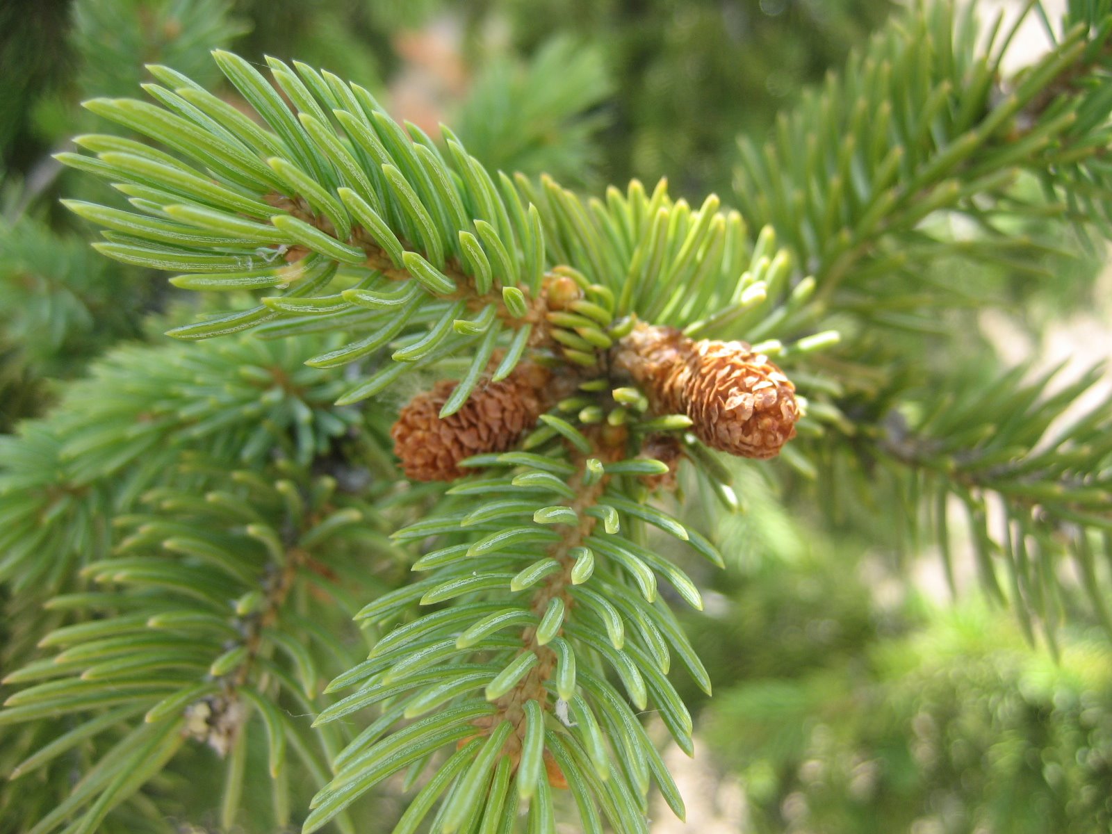 الماتى حايۋاناتتار باعى تۇرعىنداردى شىرشالارعا ەكىنشى ءومىر سىيلاۋعا شاقىردى