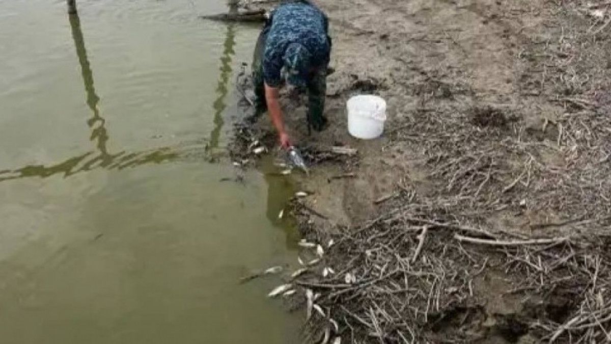 تورعاي وزەنىندە بالىق قىرىلىپ جاتقانى راس پا؟