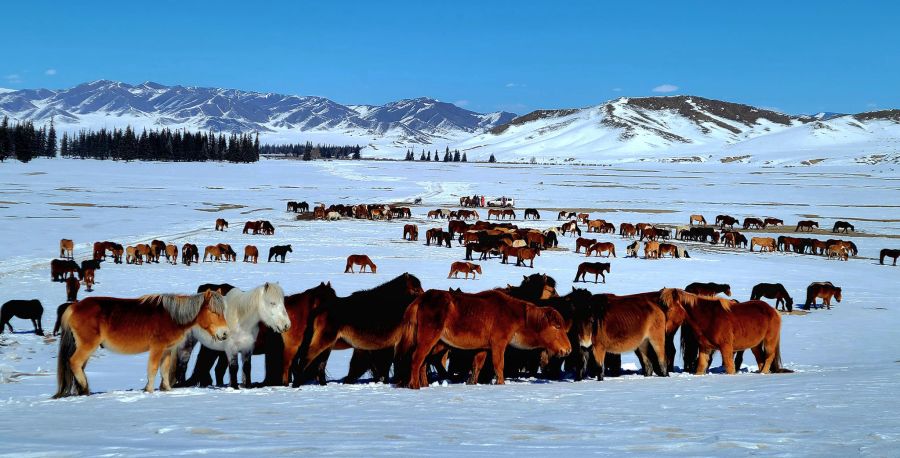 جىلقىنى اسىلداندىرۋ – ماڭىزدى ماسەلە
