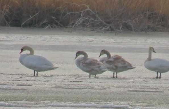 اققۋلار وتباسى: تابيعي پاركتە سيرەك قۇبىلىس تىركەلدى