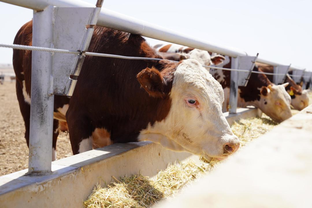 ەلىمىزدە مال وسىرۋشىلەر وداعى قۇرىلىپ, جۇمىسىن باستادى