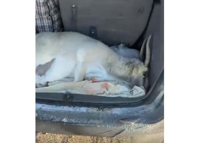 قاراعاندىدا جۇرگىزۋشى كولىگىنەن اقبوكەننىڭ ولەكسەسى تابىلدى