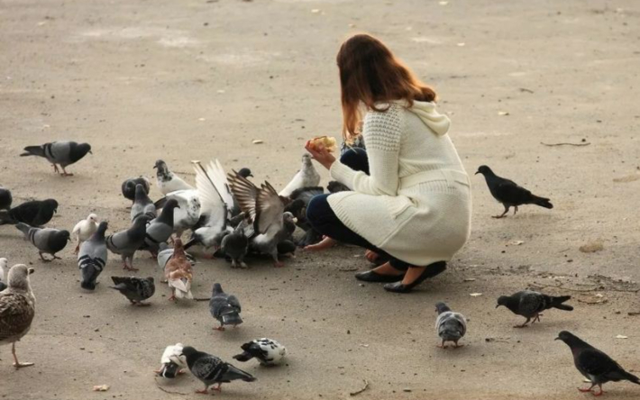 ساياباقتا قۇستاردى تاماقتاندىرعاندار جاۋاپكەرشىلىككە تارتىلا ما؟