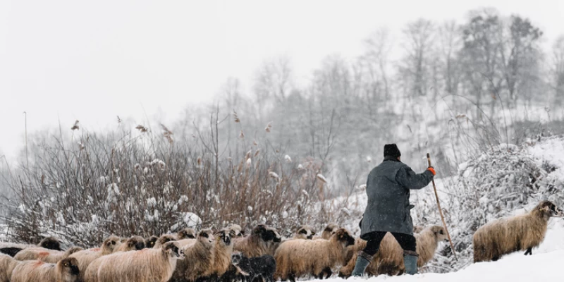 جوعالعان شوپان تابىلدى