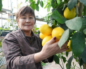 قىزىلوردادا ليمون ءپىستى