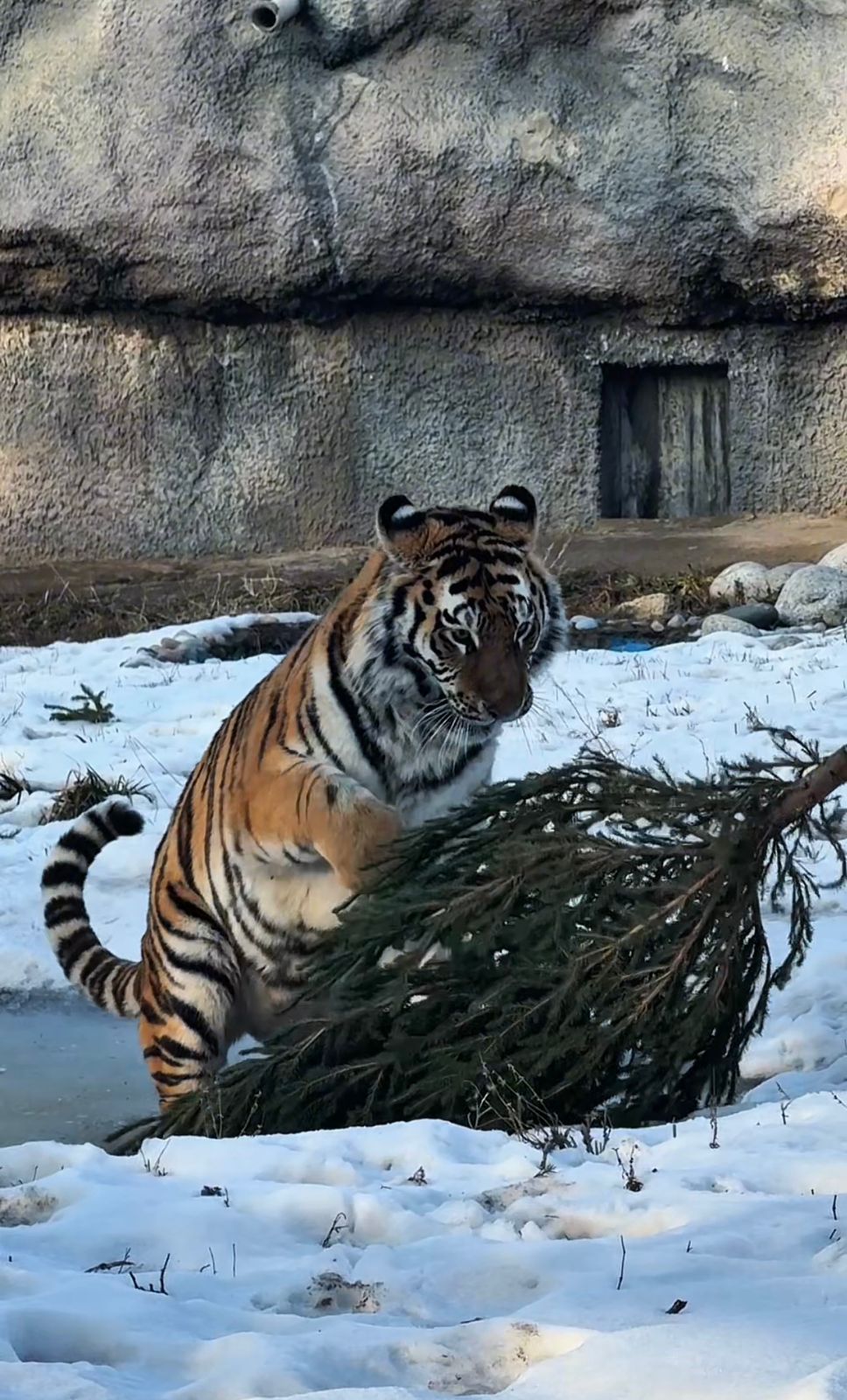 حايۋاناتتار شىرشاعا قارىق بولدى