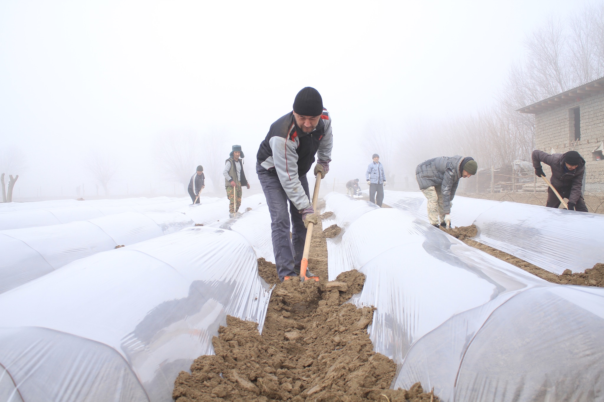 قاڭتاردا قىزىلشا مەن قىرىققابات ەگەدى