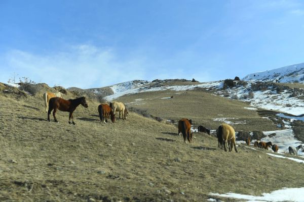 تۇركىستان وبلىسىندا 531,1 مىڭ گەكتار جايىلىم جەتىسپەيدى