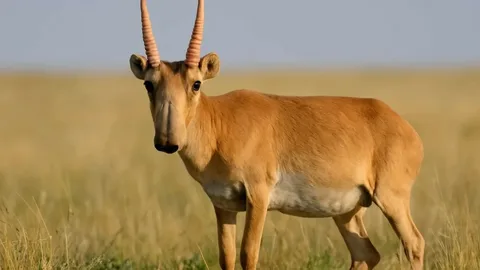 كيىككە دە قامقورلىق قاجەت