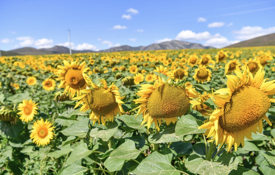 كۇنباعىس مايىنىڭ ەكسپورتى ارتتى