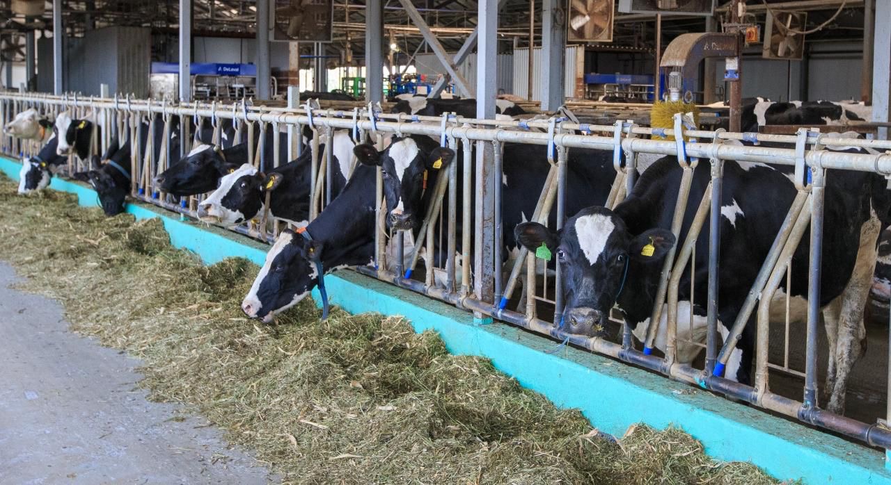 جەتىسۋدا مال سانى وسكەن