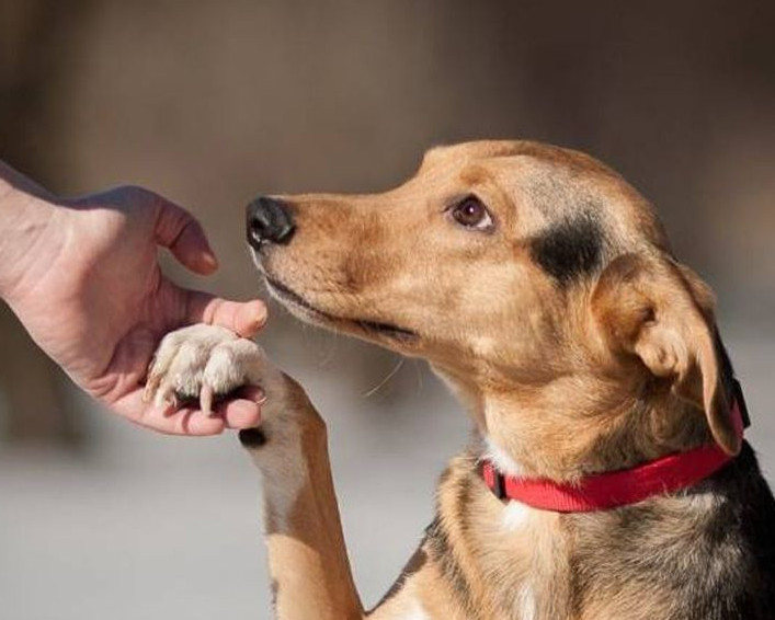 جانۋارلارعا جاناشىرلىق مادەنيەتى قالىپتاسىپ كەلەدى