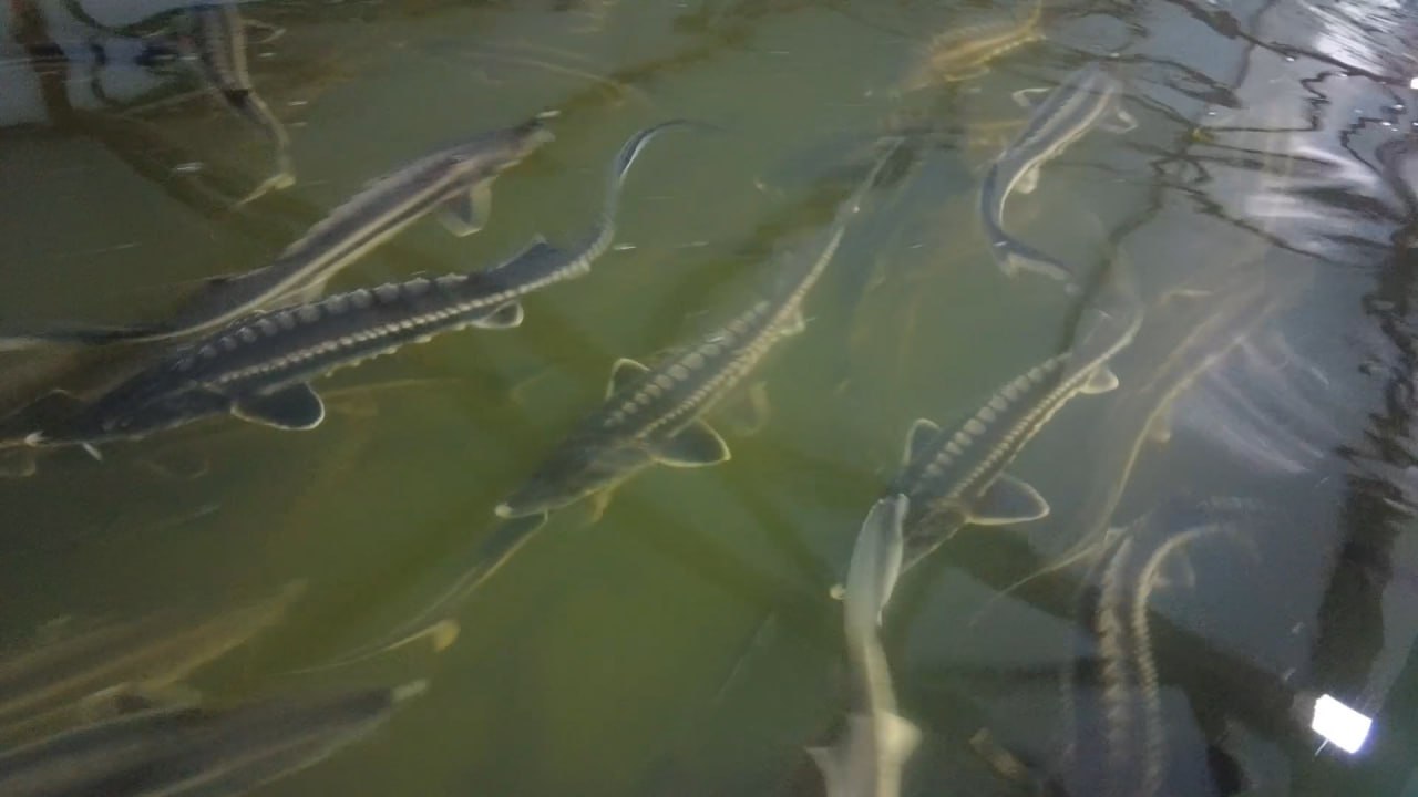 بالىق شارۋاشىلىعىنا سەرپىن بەرەدى