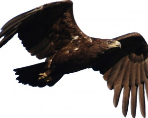 قىران بۇركىت تۇرلەرى