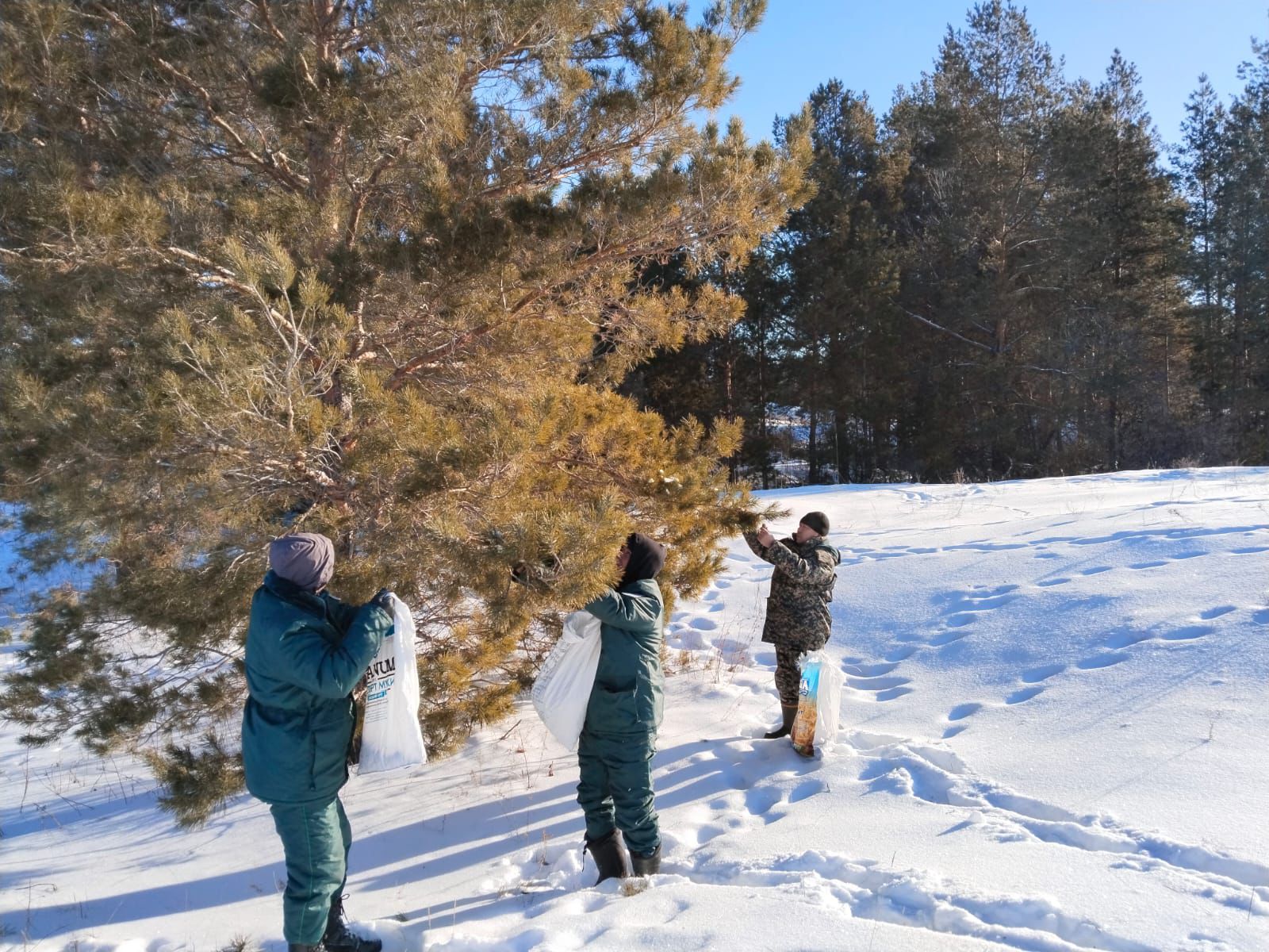 بارقىندا تۇقىم جيناۋ باستالدى