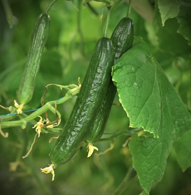 شارۋاسى جايقالعان جىلىجاي
