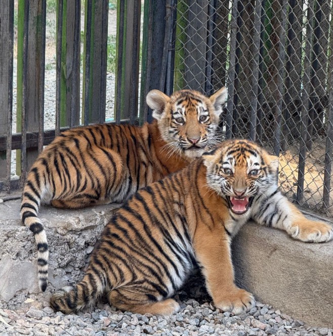 سيرەك اڭدارمەن تولىقتى