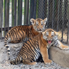 سيرەك اڭدارمەن تولىقتى