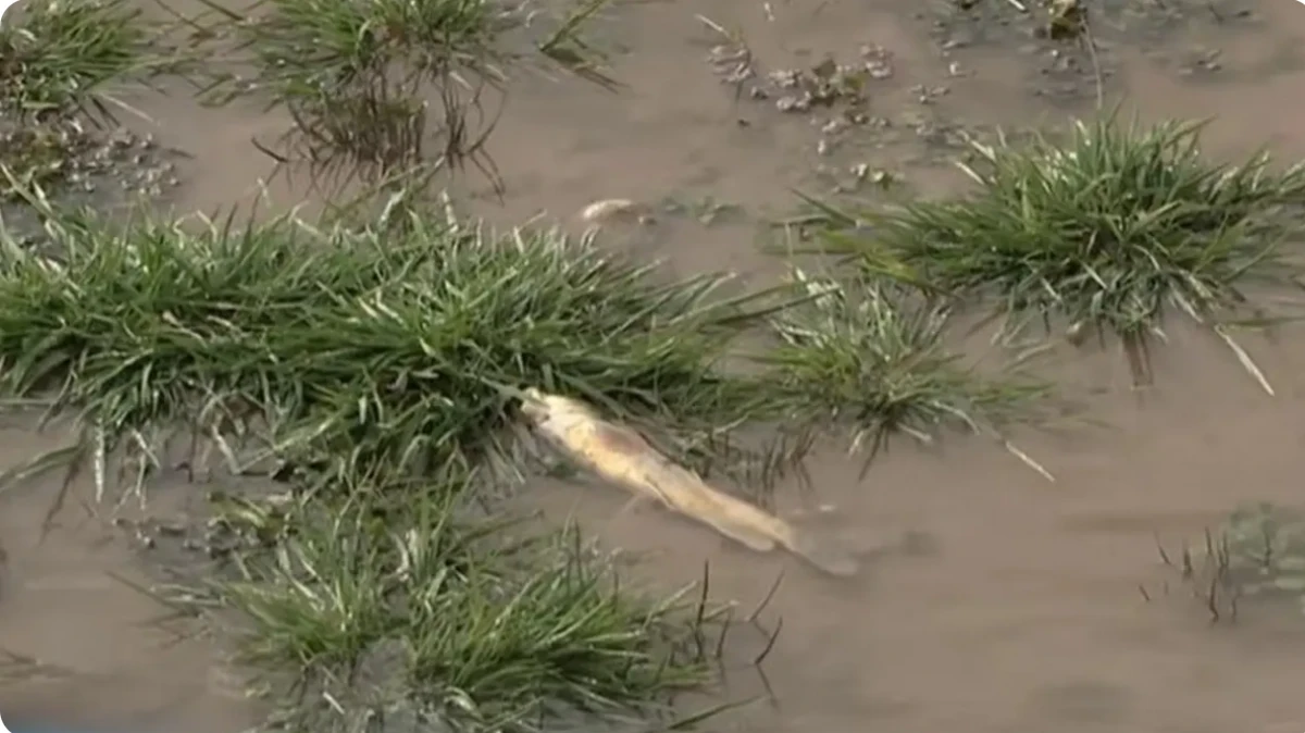 بادام وزەنىندەگى بالىقتاردىڭ جاپپاي قىرىلۋىنا نە سەبەپ بولدى؟