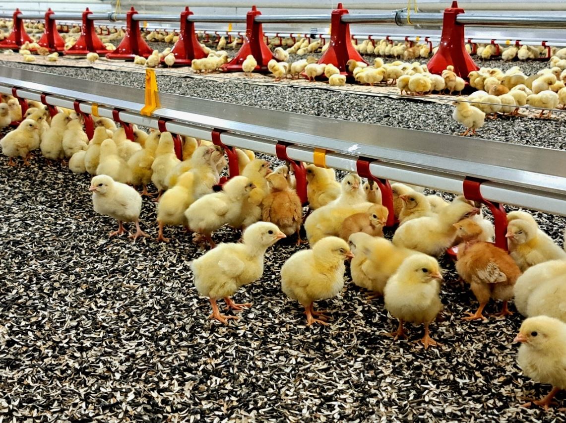 قاۋقارلى قۇس فابريكاسى