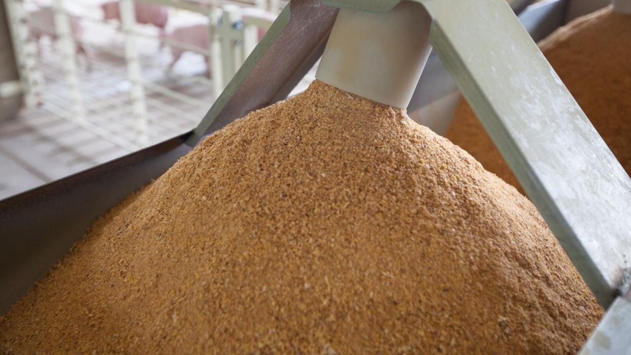 قازاقستاننان قىتايعا 12,3 مىڭ توننا جەمدىك ۇن جونەلتىلدى