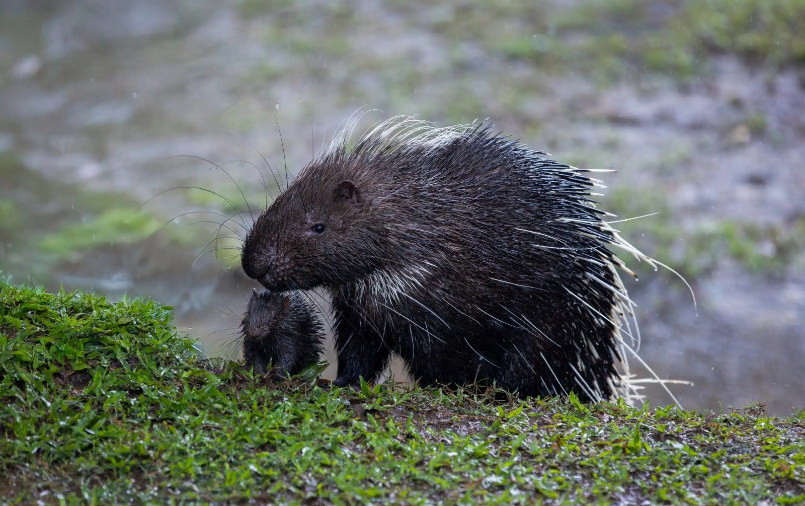 ىلە الاتاۋى ساياباعىندا جابايى اڭ فوتوتۇزاققا ءتۇسىپ قالدى