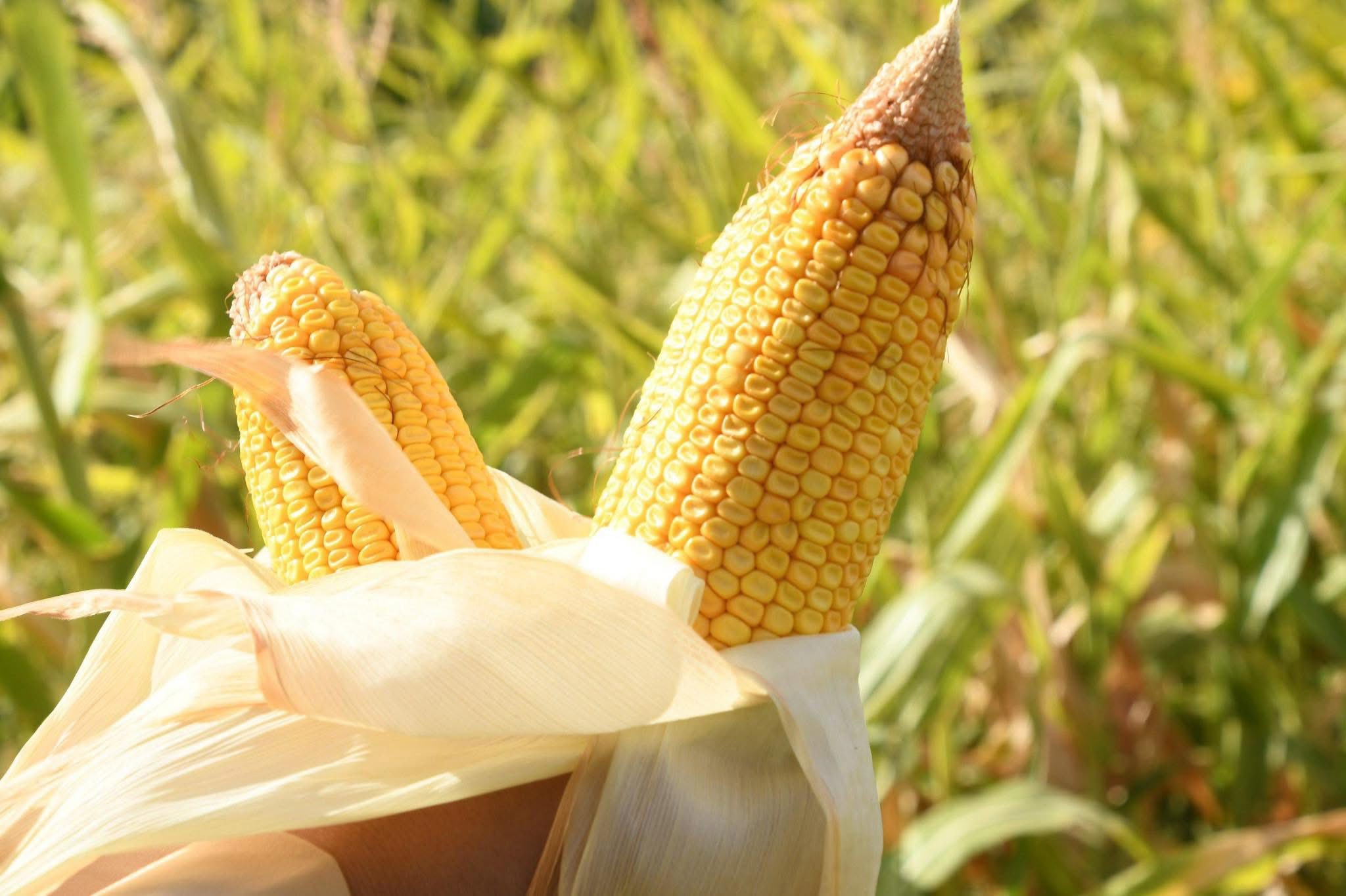 سىر بويىنا جۇگەرى دە جەرسىنەدى