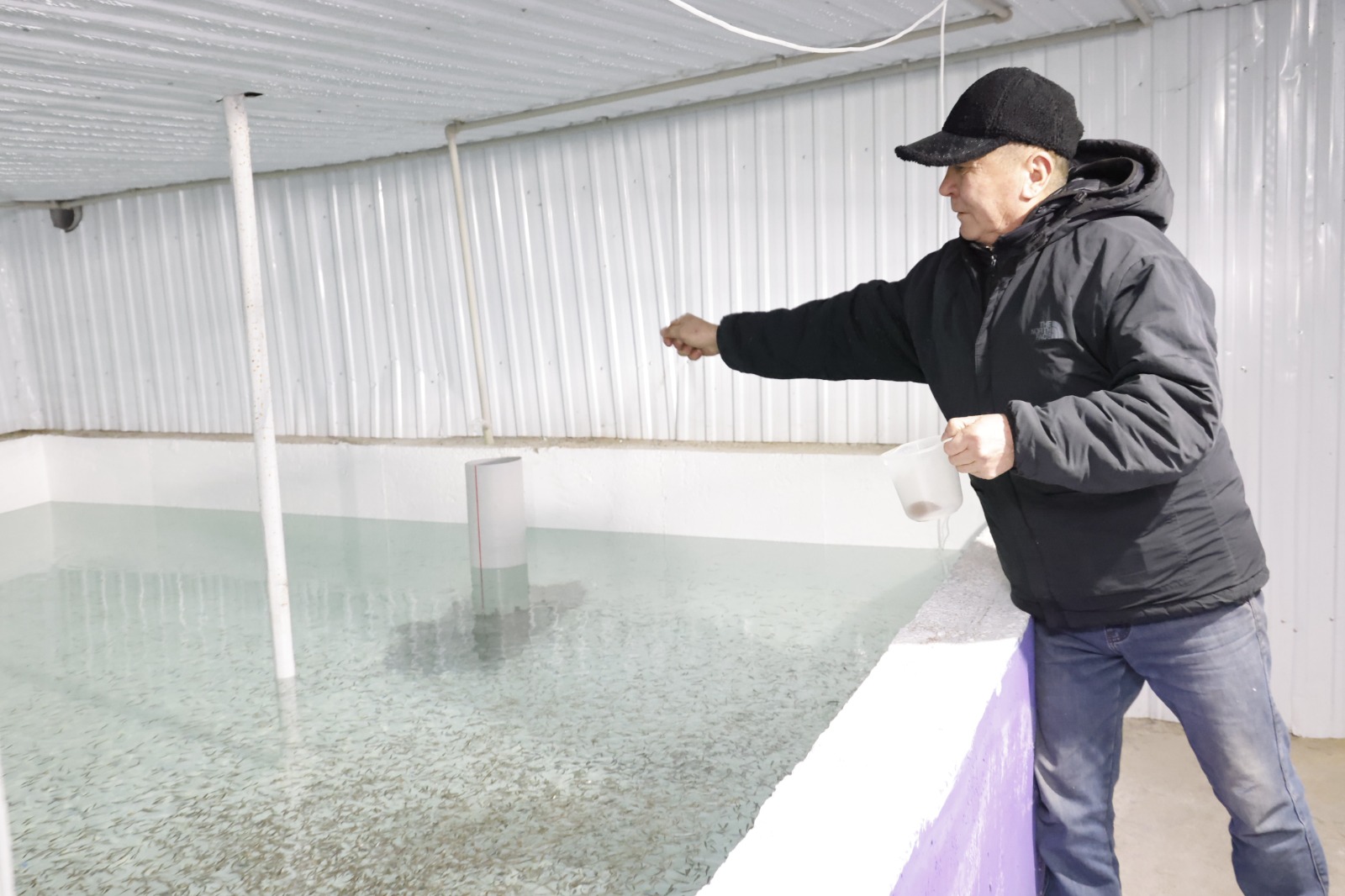 بالىق ءوسىرۋ – ءباسى جوعارى شارۋاشىلىق