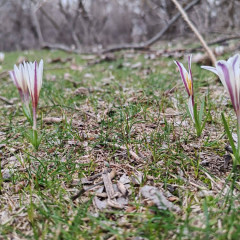 تۇركىستانعا كوكتەم ەرتە كەلدى: ناۋرىزەك قۇسى ورالىپ, بايشەشەك گۇلدەدى