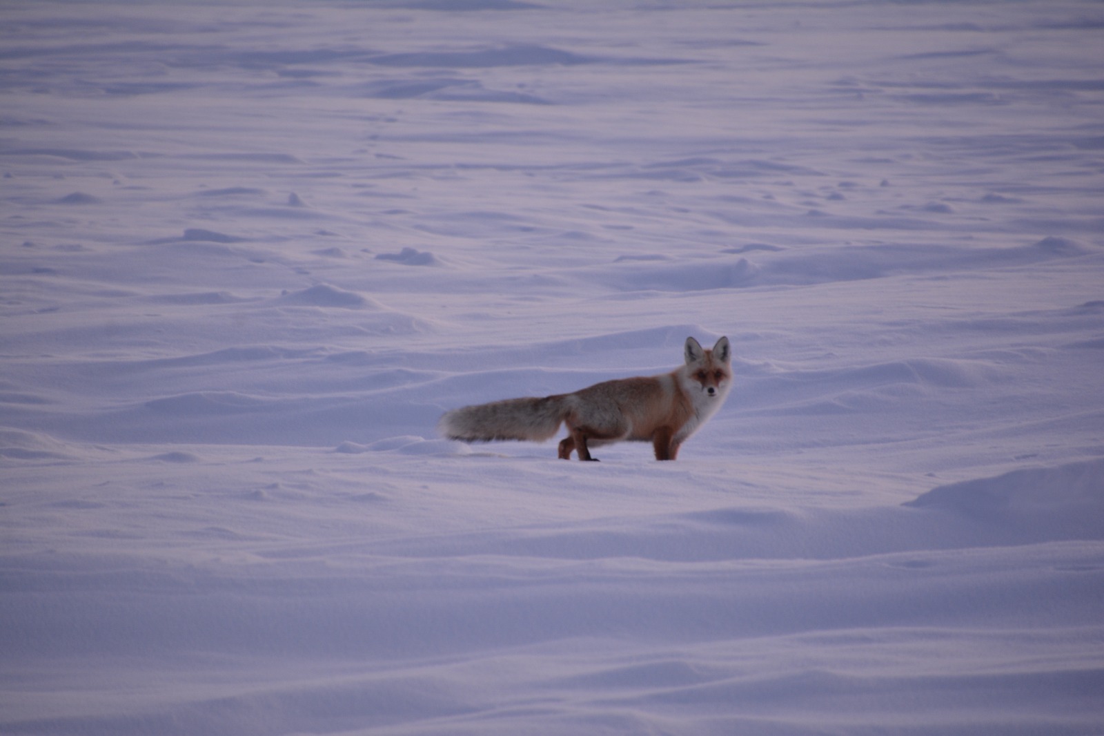 تۇلكىدەن تاراعان اۋرۋ: زايساندا ءىرى قارا مال اراسىندا قۇتىرۋ اۋرۋى تىركەلدى