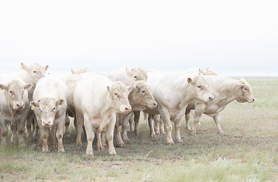 ەت ەكسپورتىنا تالاپ جوعارى